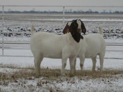 Yearling Does � BIG2 Smooth Criminal Daughters
