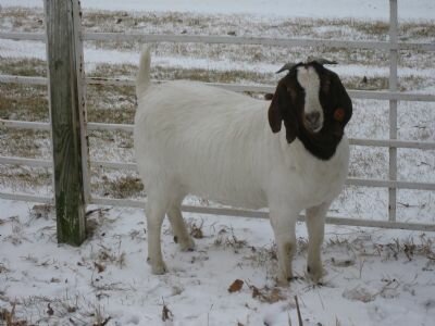 Rosenboom 105  BIG2 Smooth Criminal Daughter