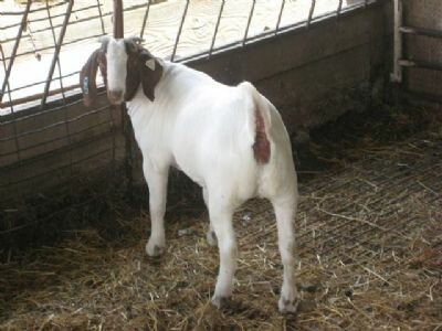 SOLD - Buckeye Illini to Able Acres $4500.