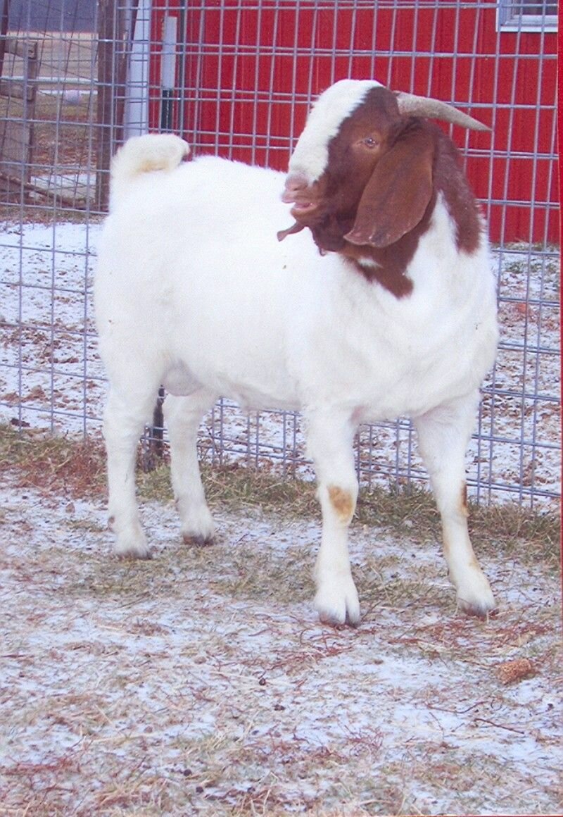 Rosenboom X42 - Boer Goat Buck