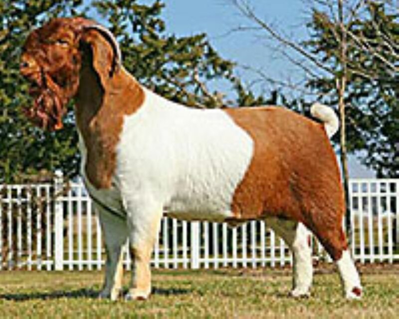 RRD Hammertime  (Reference Sire) - Boer Goat Buck
